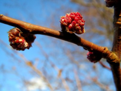 20140217Ulmus_minor25