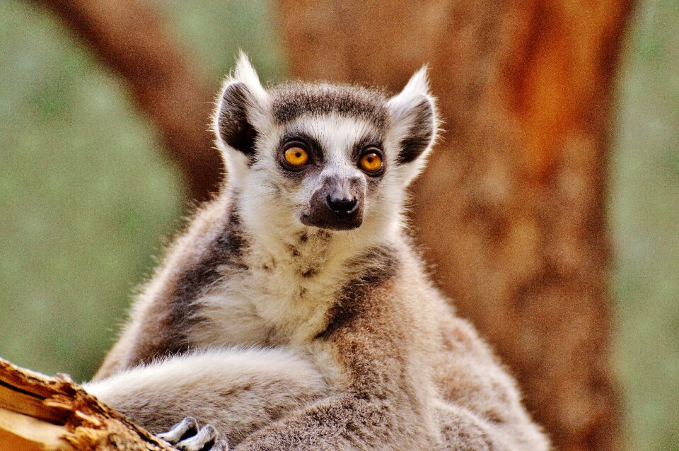 Zoo cute sweet