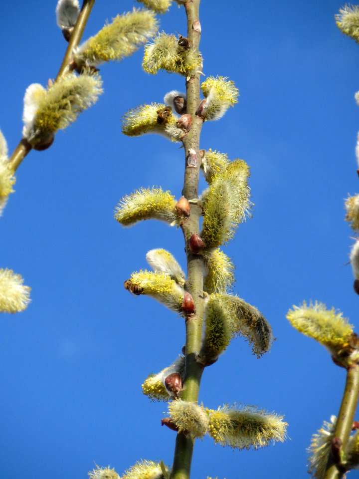 20140302Salix_caprea07