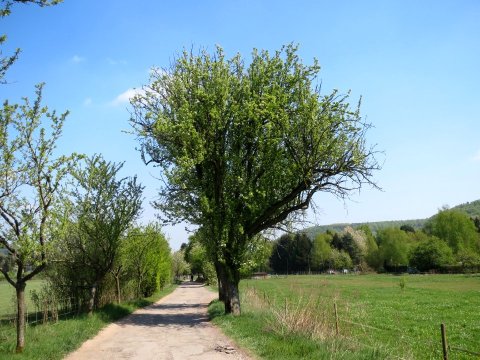 20140413Birne_Almet