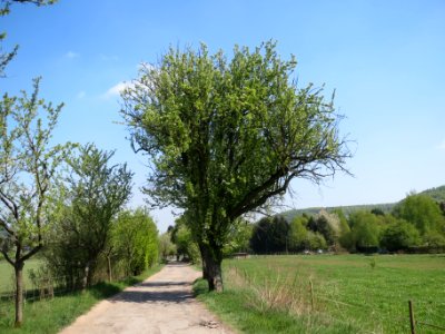 20140413Birne_Almet