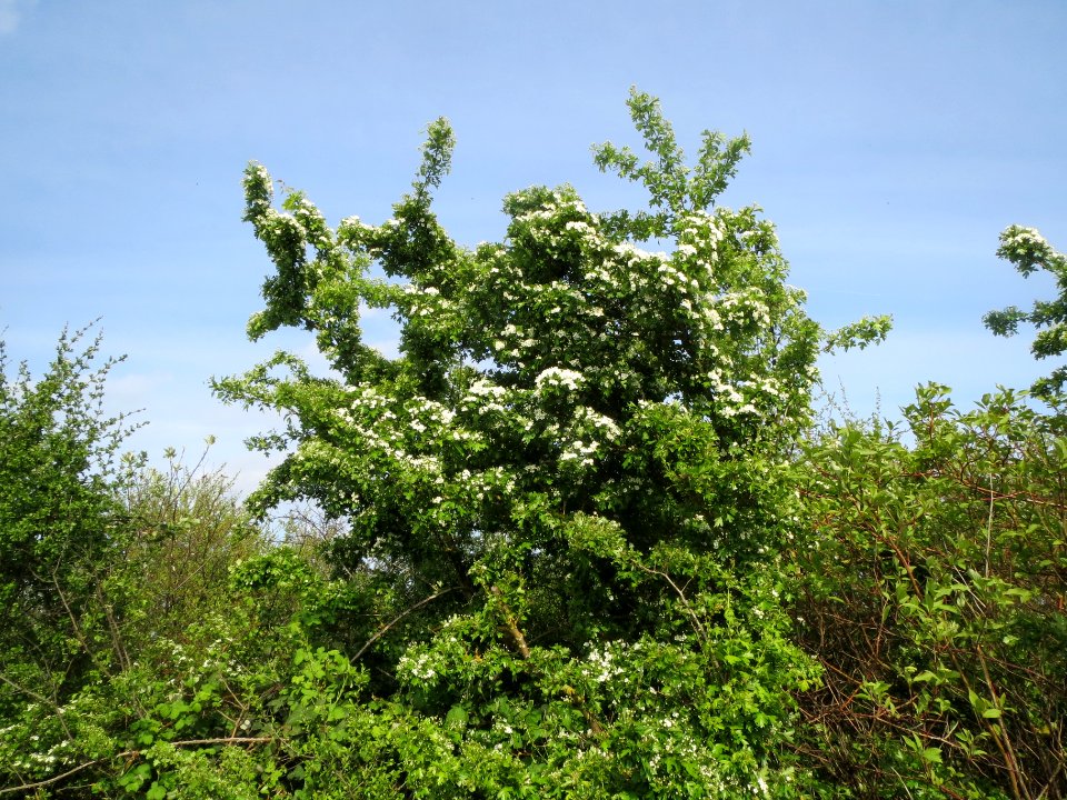 20140410Crataegus_monogyna1