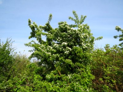 20140410Crataegus_monogyna1