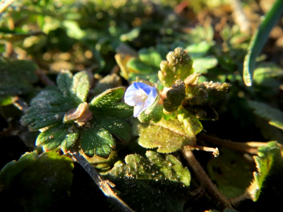 20140217Veronica_persica2