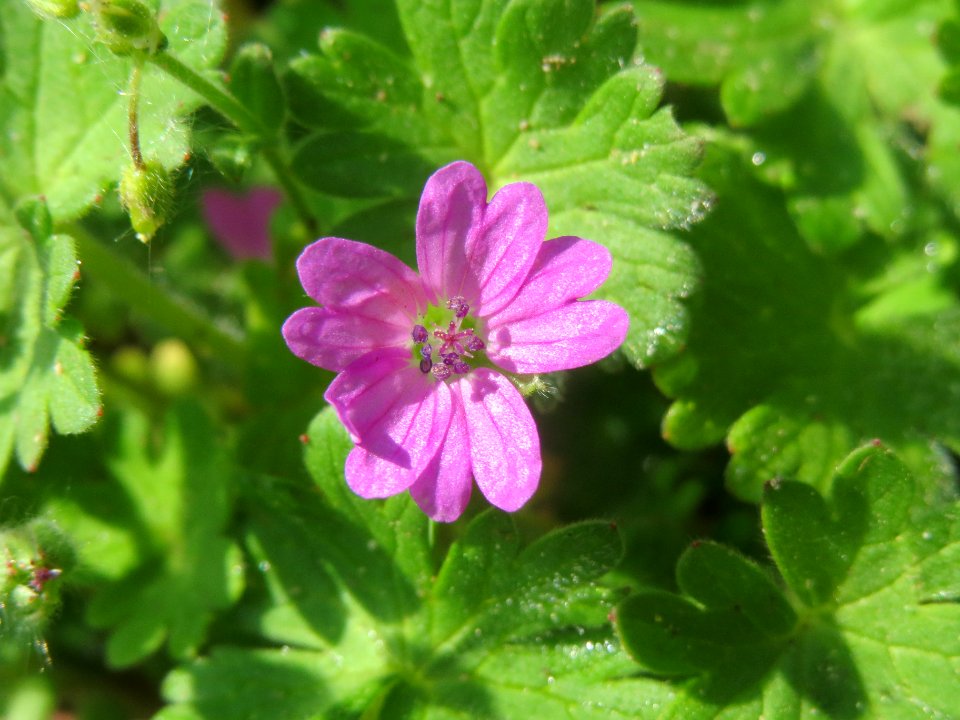 20140410Geranium_molle2