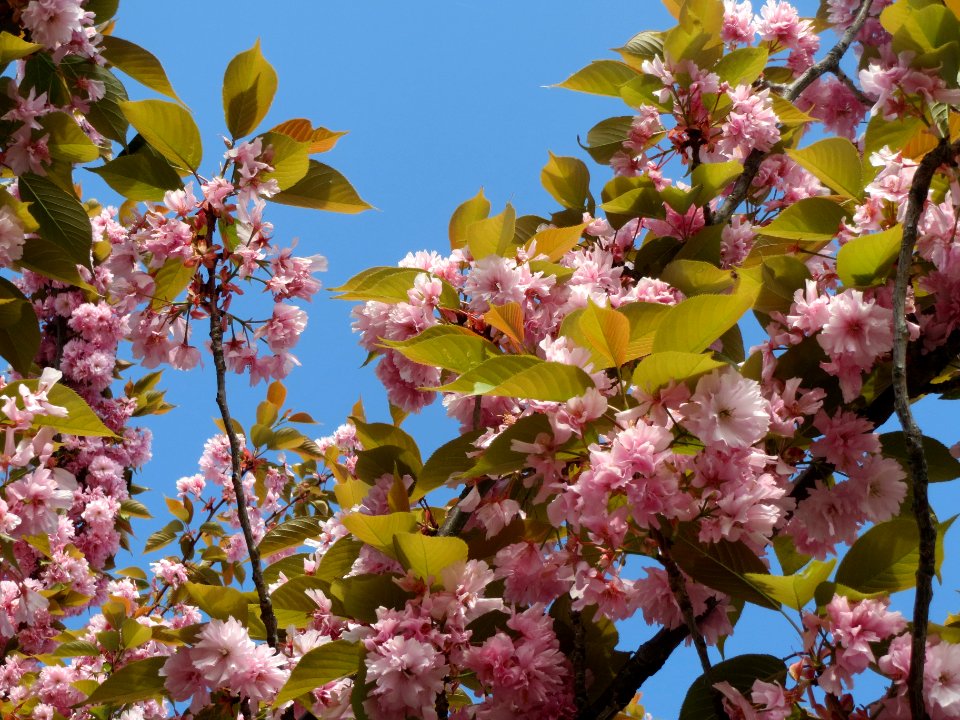 20140410Prunus_serrulata1