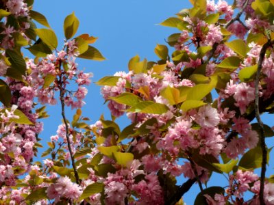 20140410Prunus_serrulata1