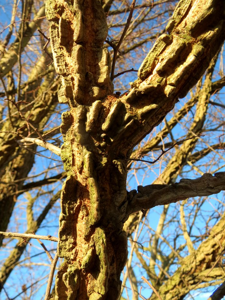20140217Ulmus_minor19