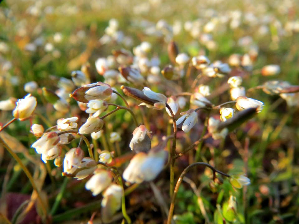 20140308Draba_verna1
