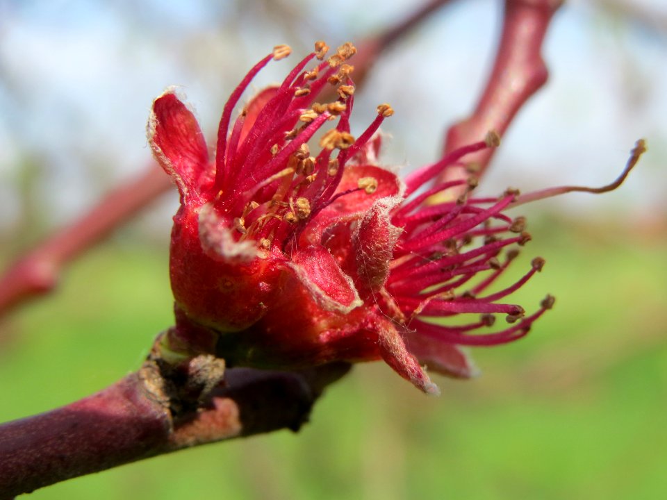 20140410Prunus_dulcis3
