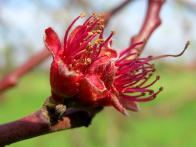 20140410Prunus_dulcis3