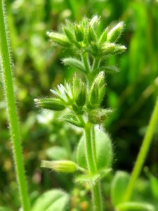 20140410Cerastium_glomeratum6