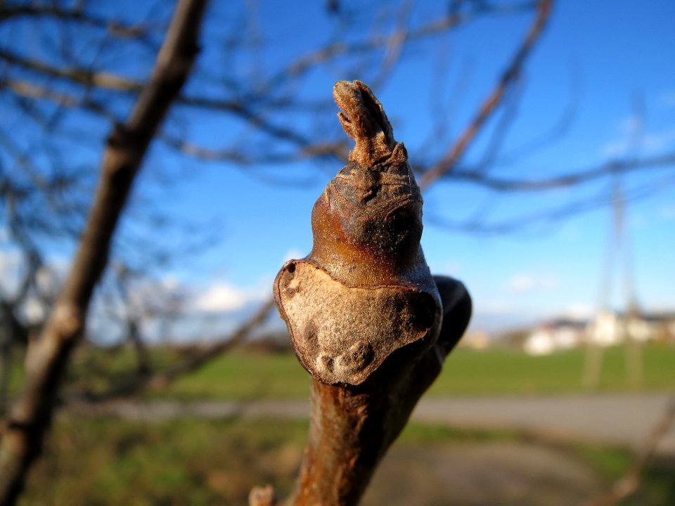 20140217Walnuss_Reilingen2