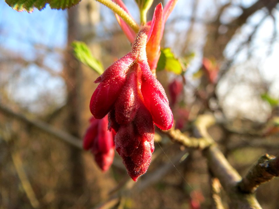20140307Ribes_sanguineum5