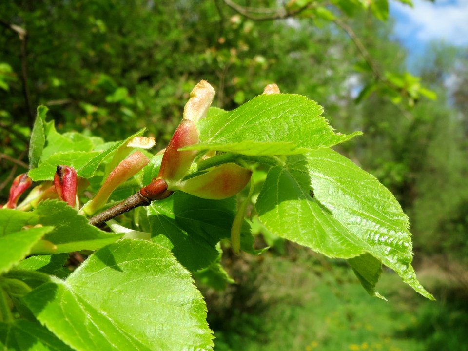 20140408Tilia_cordata2