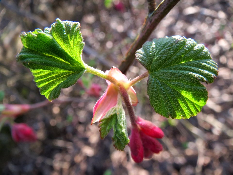 20140307Ribes_sanguineum3