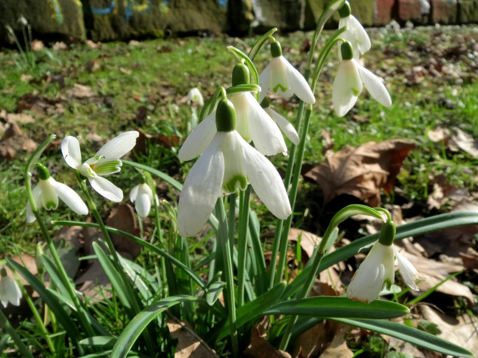 20140220Galanthus_nivalis1