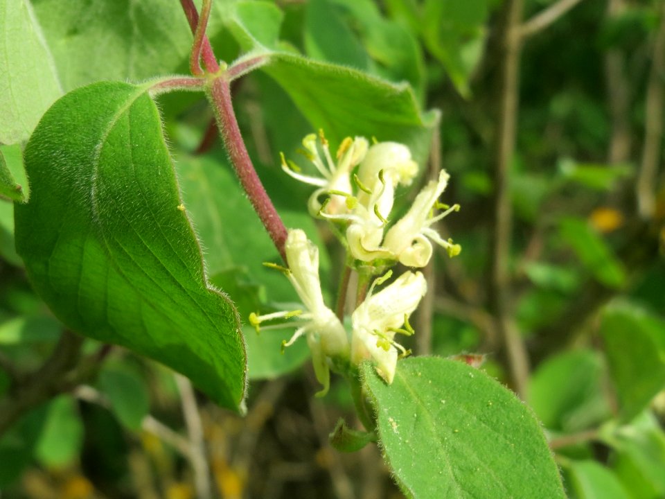 20140410Lonicera_xylosteum2