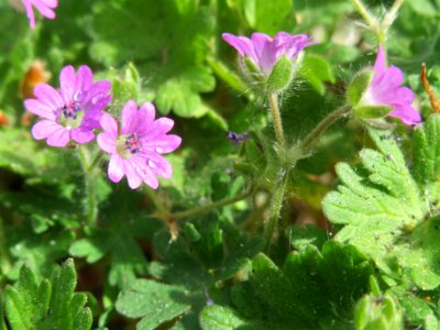 20140418Geranium_molle