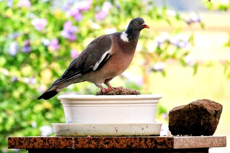 Pigeons birds evening sun