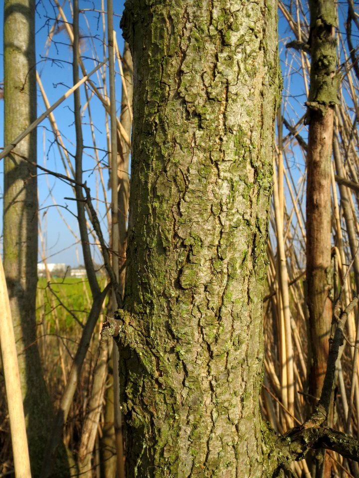 20140307Ulmus_minor2