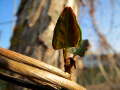 20140308Fallopia_baldschuanica4