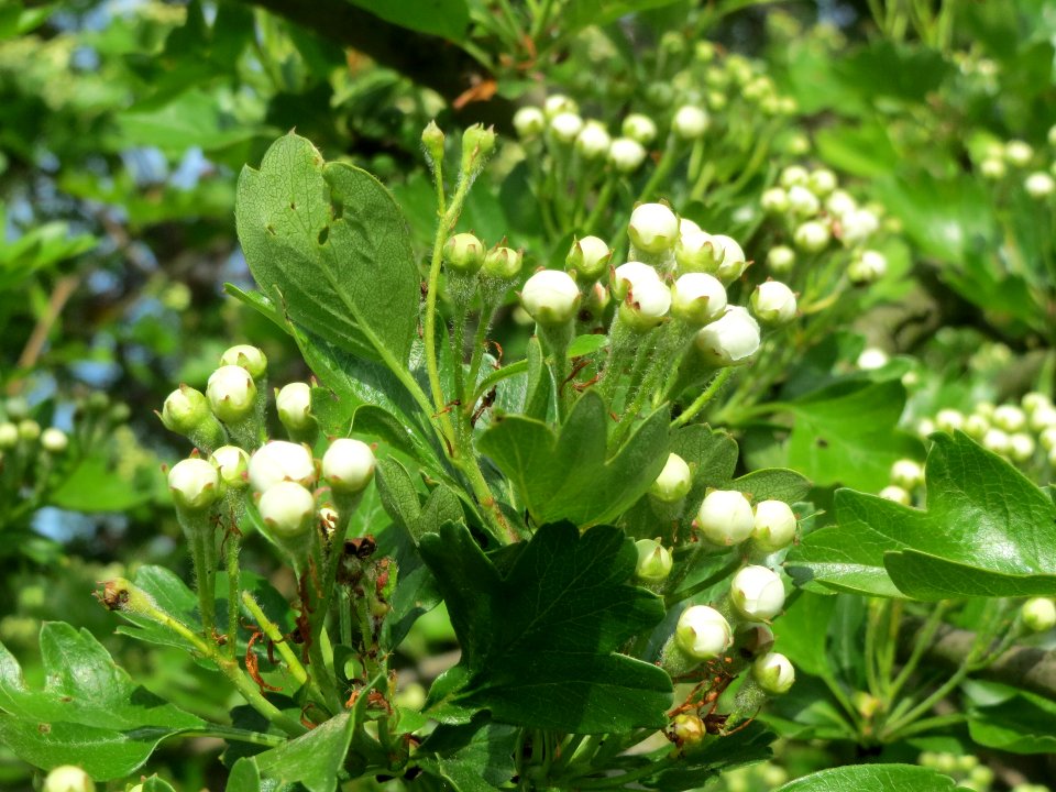 20140410Crataegus_monogyna8