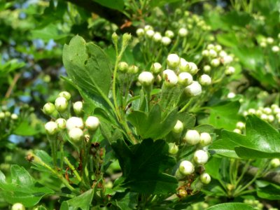 20140410Crataegus_monogyna8