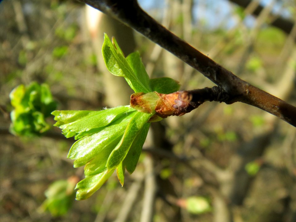 20140307Crataegus_monogyna2