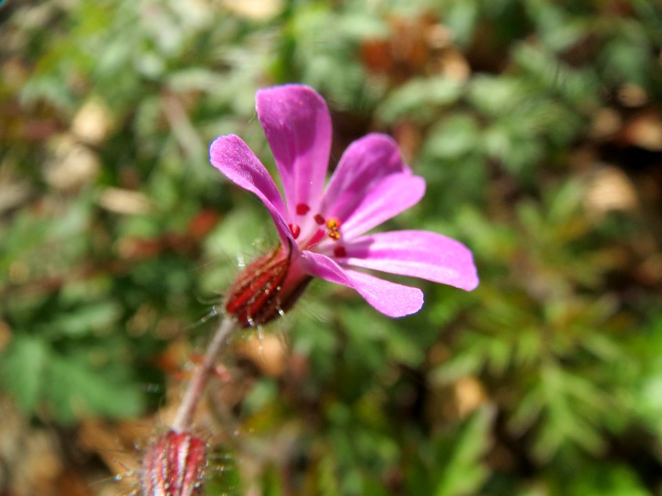 20140413Geranium_robertianum1