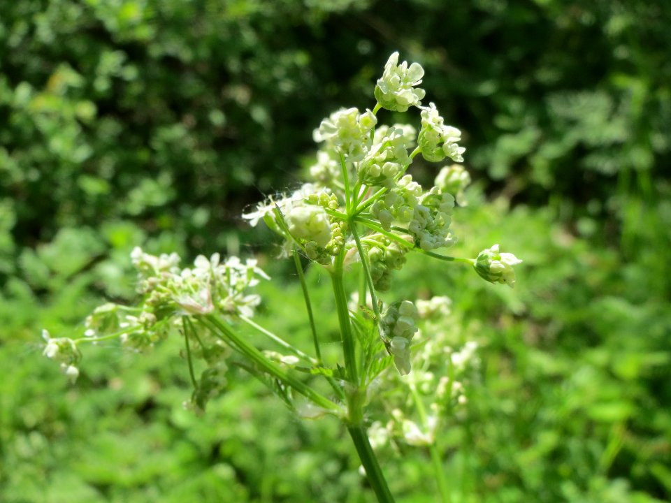 20140413Anthriscus_sylvestris