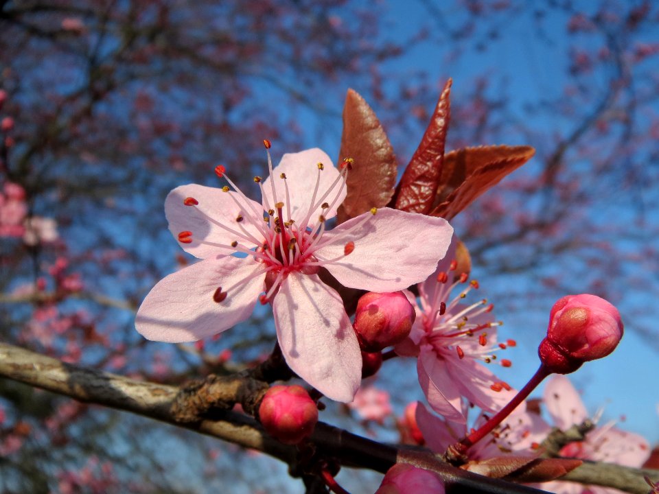 20140308Prunus_cerasifera_Hockenheim4