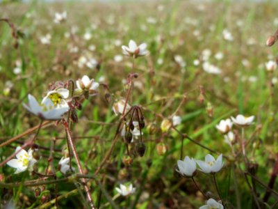 20140409Spergula_arvensis1