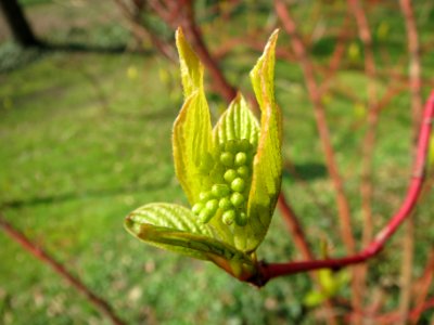 20140307Cornus_alba3