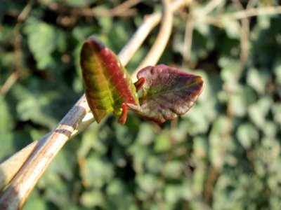 20140308Fallopia_baldschuanica2