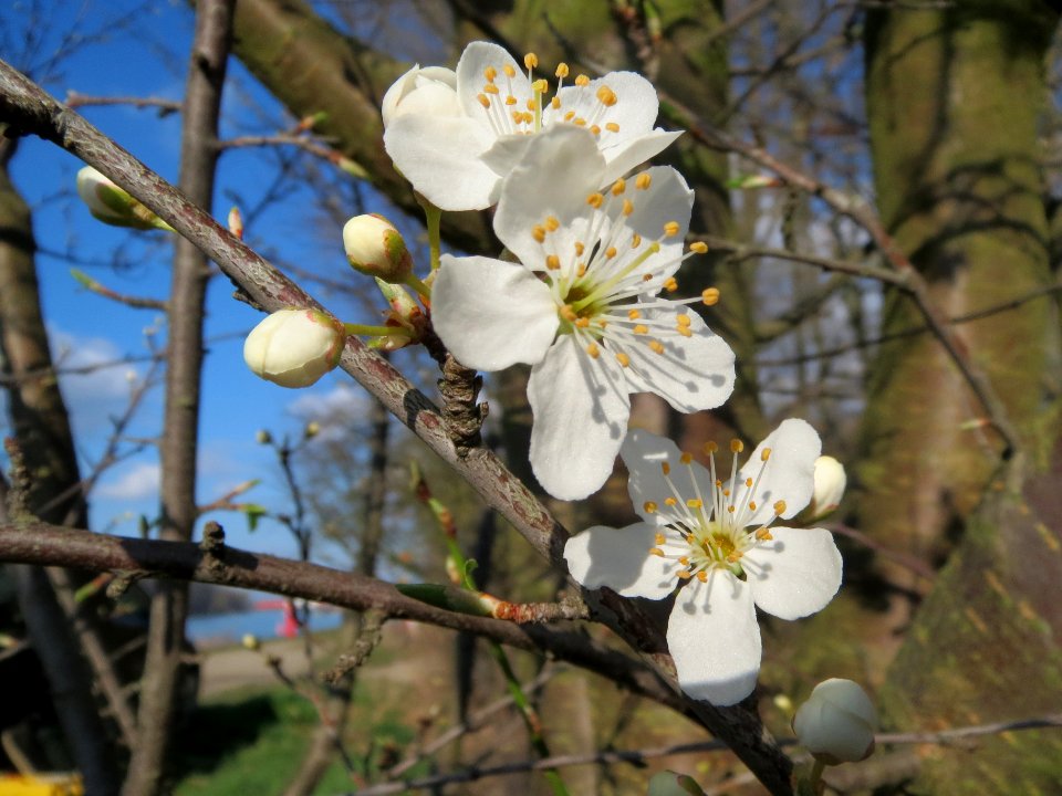 20140302Prunus_spinosa2
