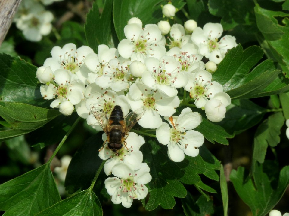 20140410Crataegus_monogyna4