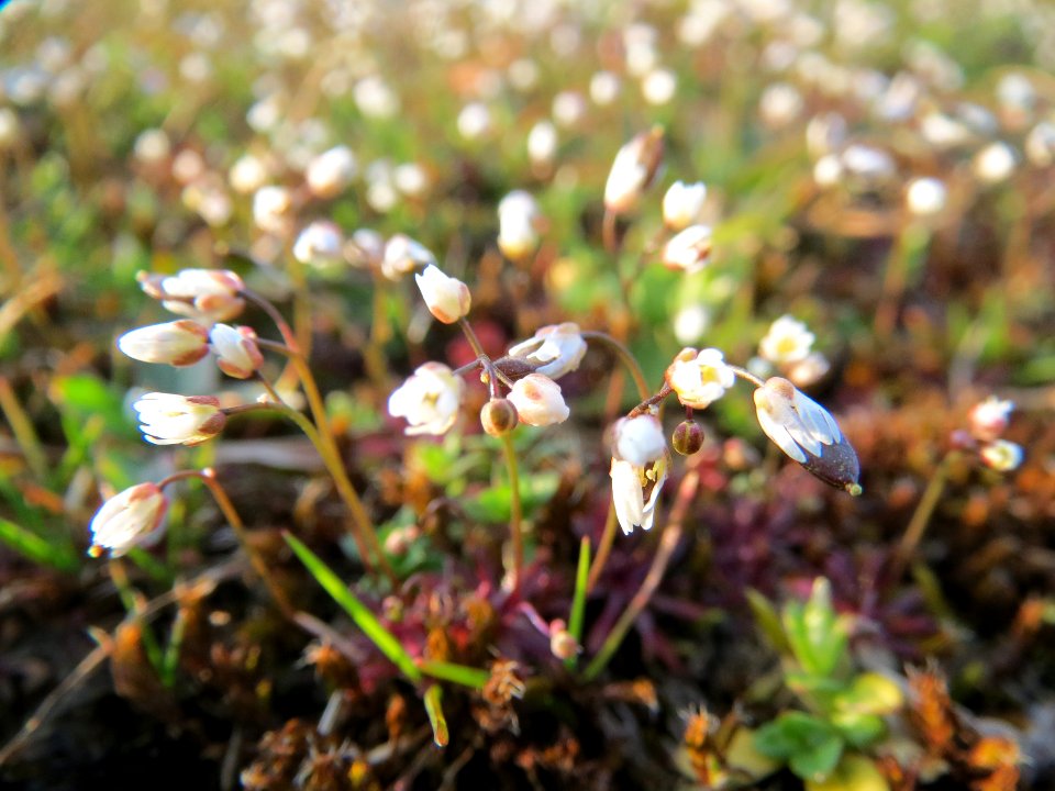 20140308Draba_verna2