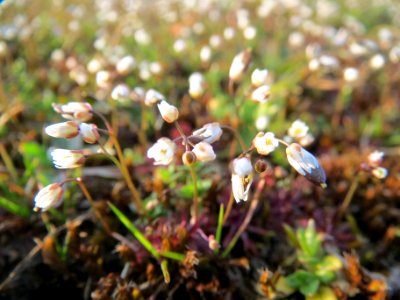 20140308Draba_verna2