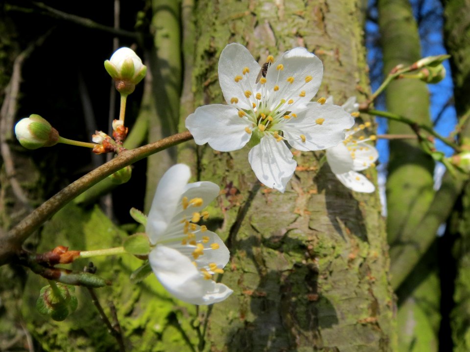 20140302Prunus_cerasifera_Hockenheimer_Rheinbogen4