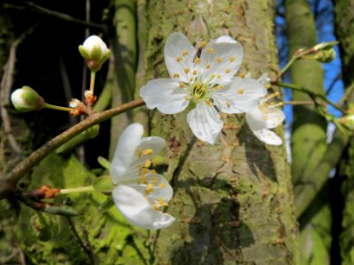 20140302Prunus_cerasifera_Hockenheimer_Rheinbogen4