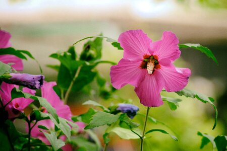 Bloom garden pink flower