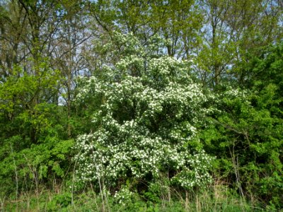 20140410Crataegus_monogyna2