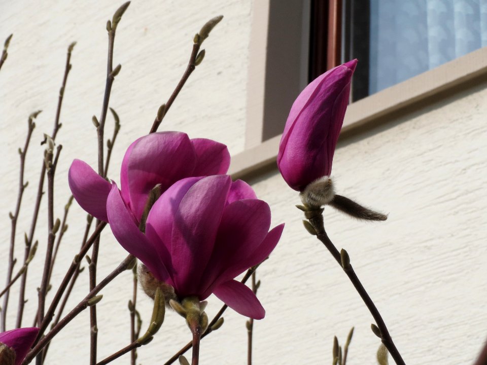 20140308Magnolie_Hockenheim3