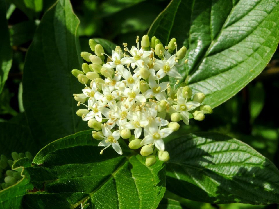20140410Cornus_sanguinea1