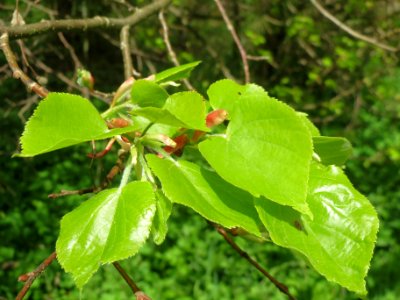 20140408Tilia_cordata1