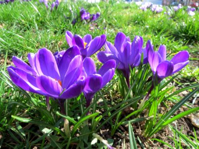 20140310Crocus_vernus_cultivars1