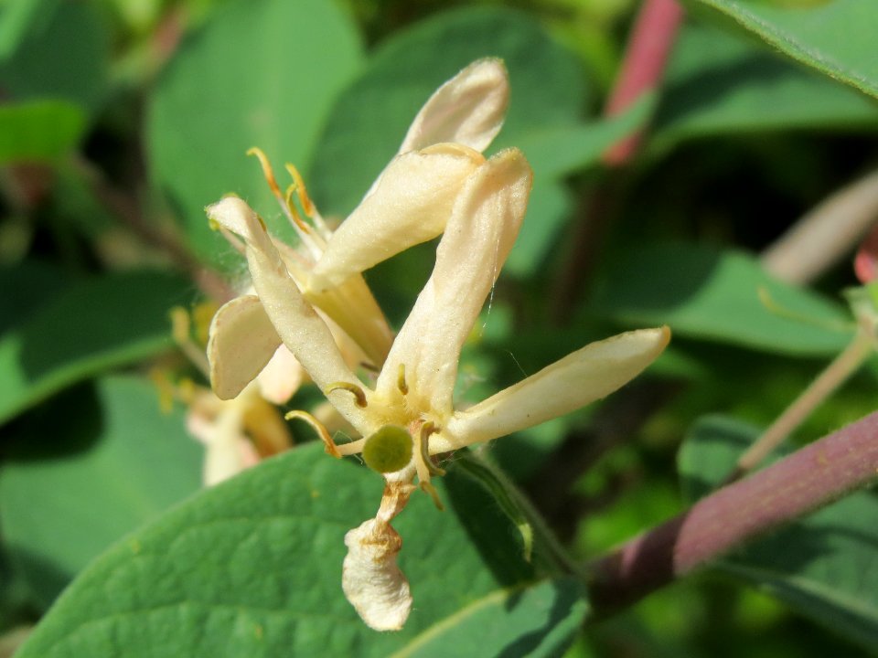 20140409Lonicera_xylosteum1