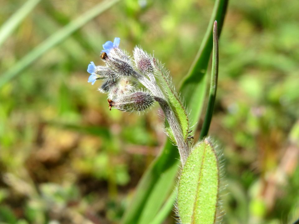 20140409Myosotis_stricta