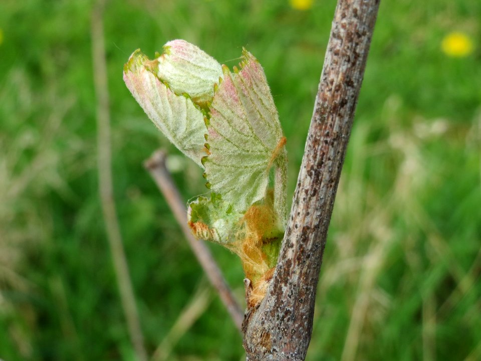 20140407Wein_Hockenheim4